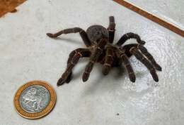 Image of Killimanjaro Baboon Tarantula