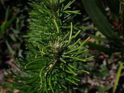 Image of Astrotricha linearis A. Cunn. ex Benth.