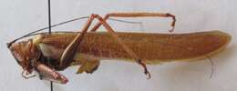 Image de Moncheca elegans (Giglio-Tos 1898)