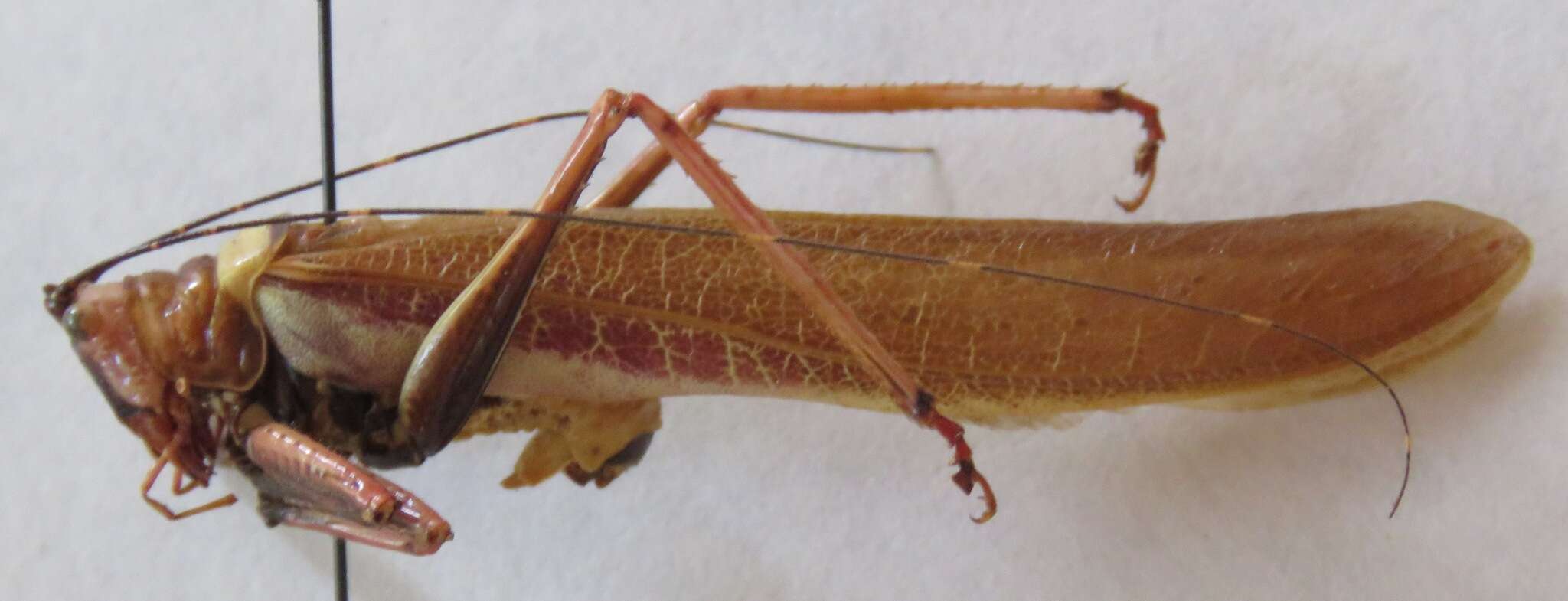 Image de Moncheca elegans (Giglio-Tos 1898)