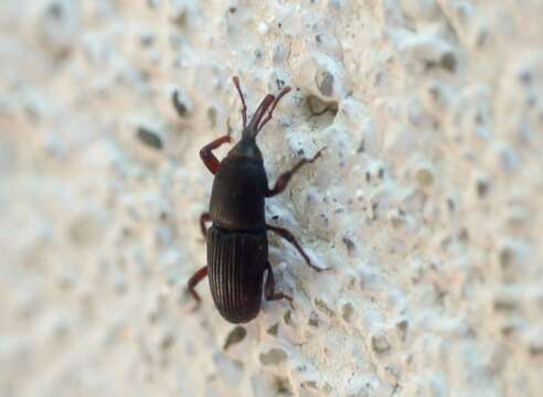 Image of Wheat weevil