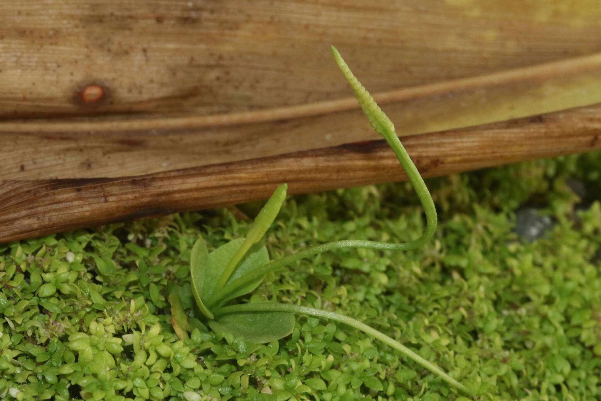 Plancia ëd Ophioglossum nudicaule L. fil.