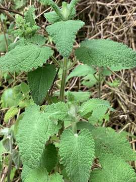 Stachys grandifolia E. Mey.的圖片