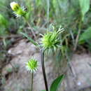 Acanthocephalus amplexifolius Kar. & Kir. resmi