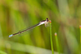 Image of Black-fronted Forktail