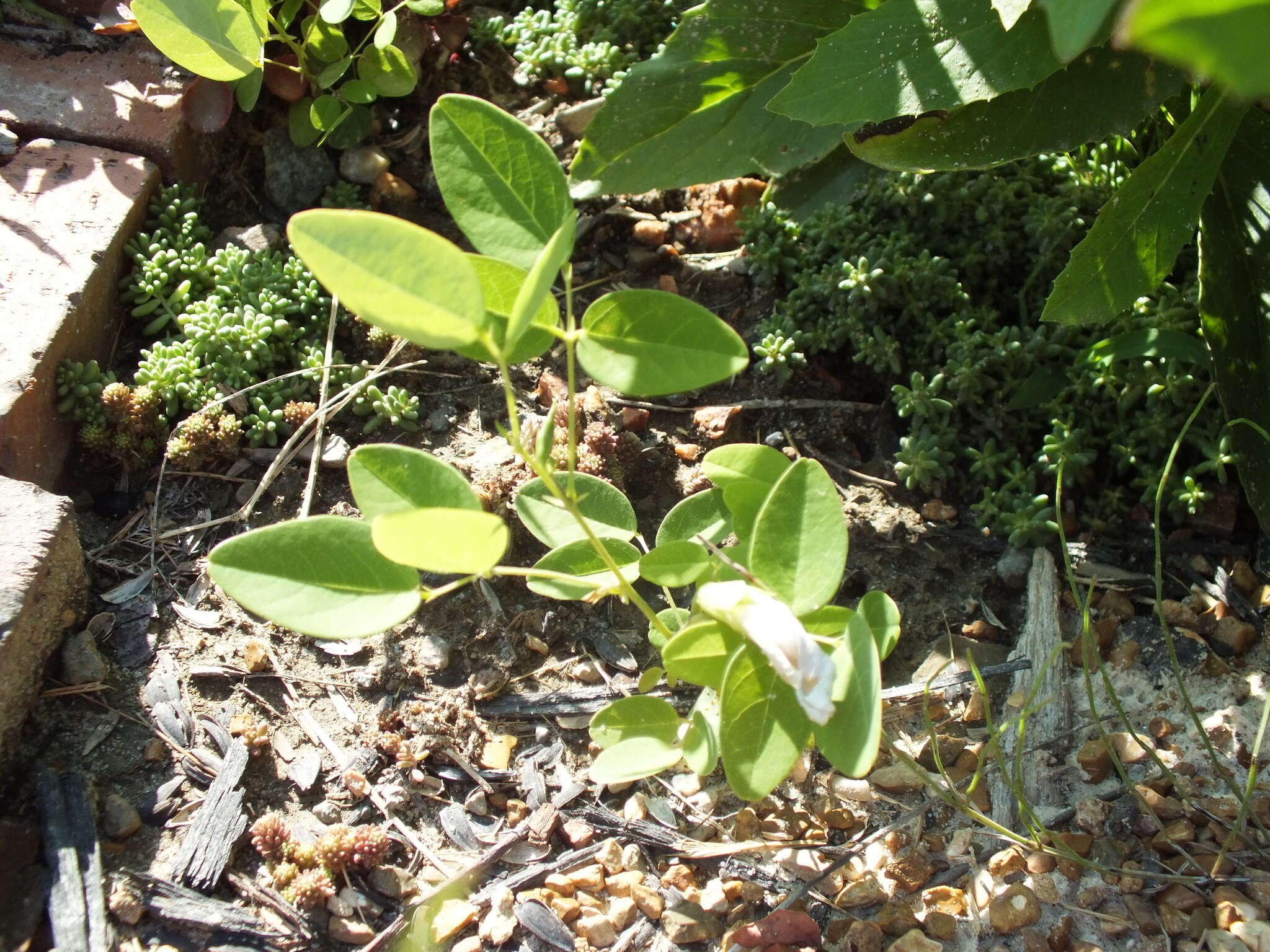 Clitoria mariana var. mariana resmi