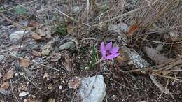 Image of Colchicum cupanii Guss.