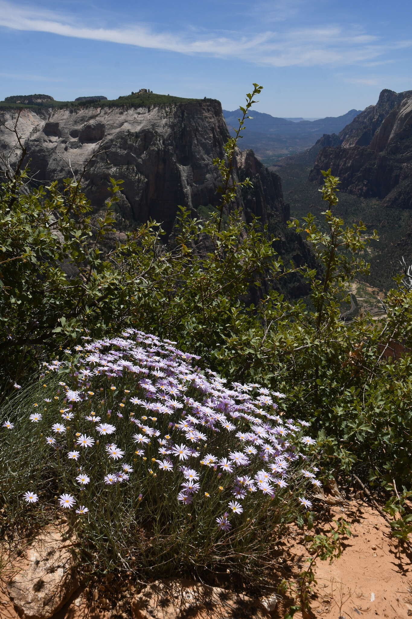 Image of Utah fleabane