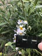 Imagem de Schizanthus porrigens subsp. porrigens