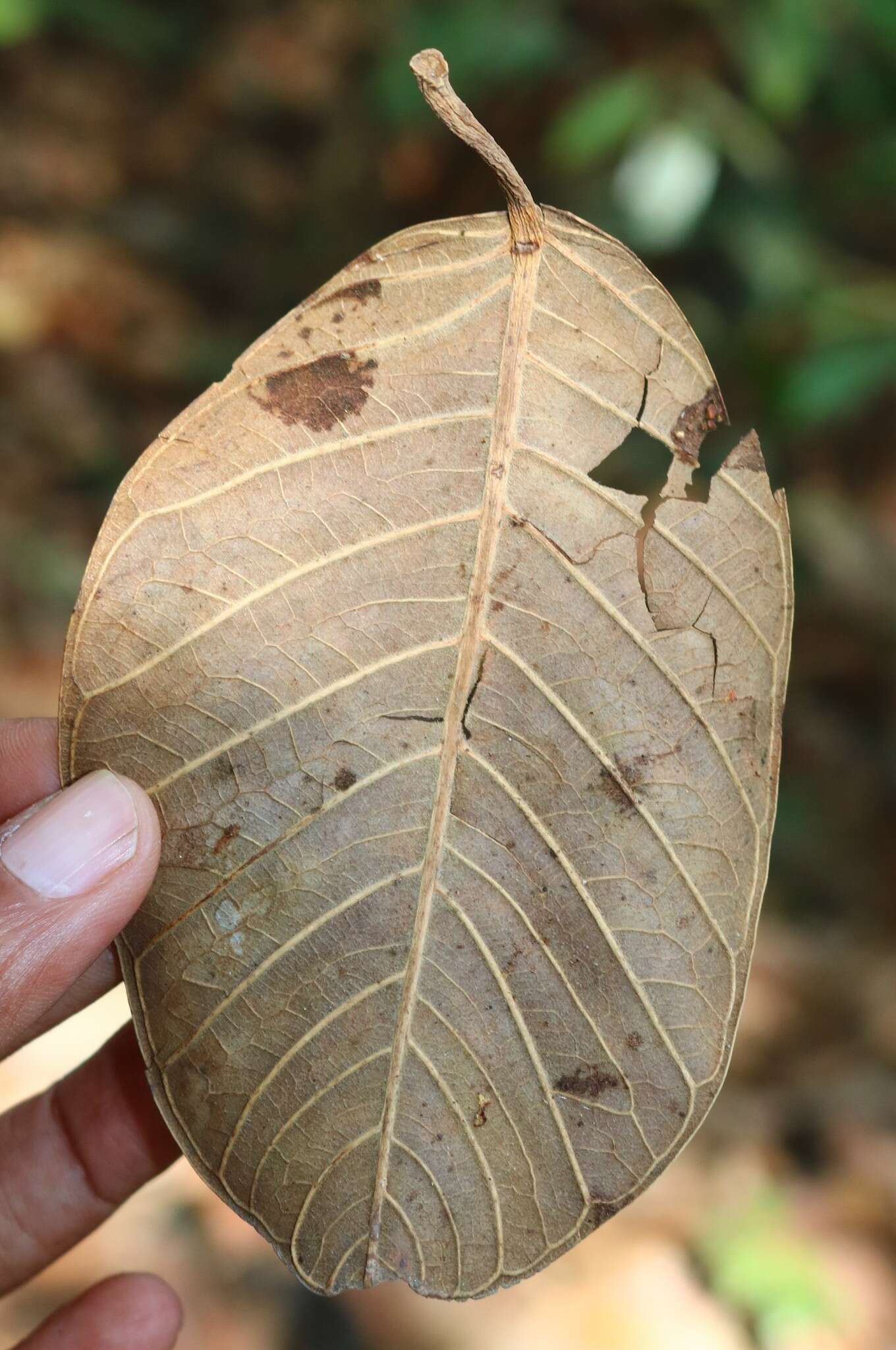 صورة Ficus drupacea Thunb.