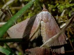 Image of Mataeomera ligata Lucas 1895