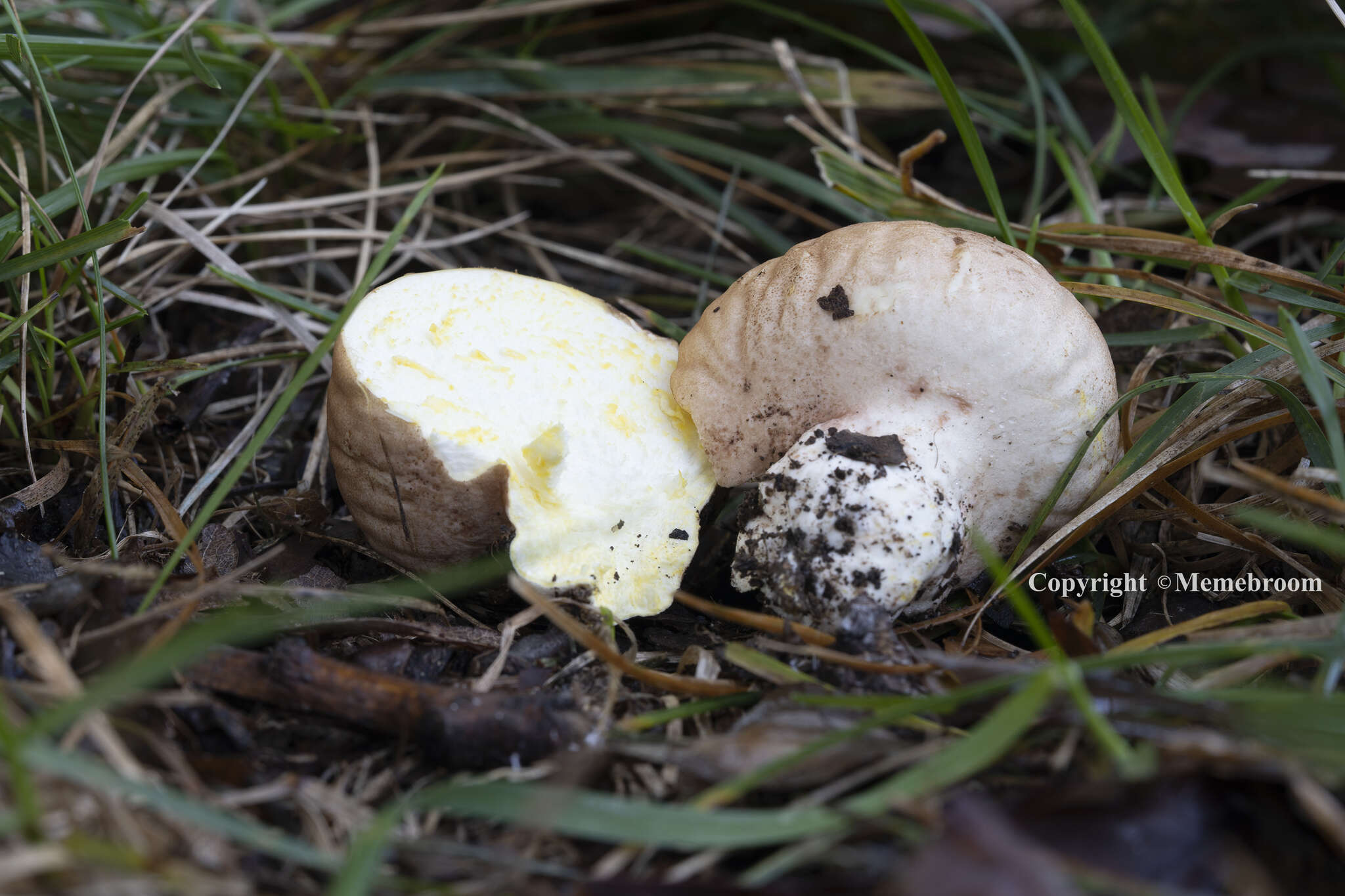 Image of Calvatia candida (Rostk.) Hollós 1902