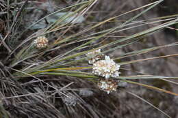 Sivun Lomandra leucocephala subsp. leucocephala kuva