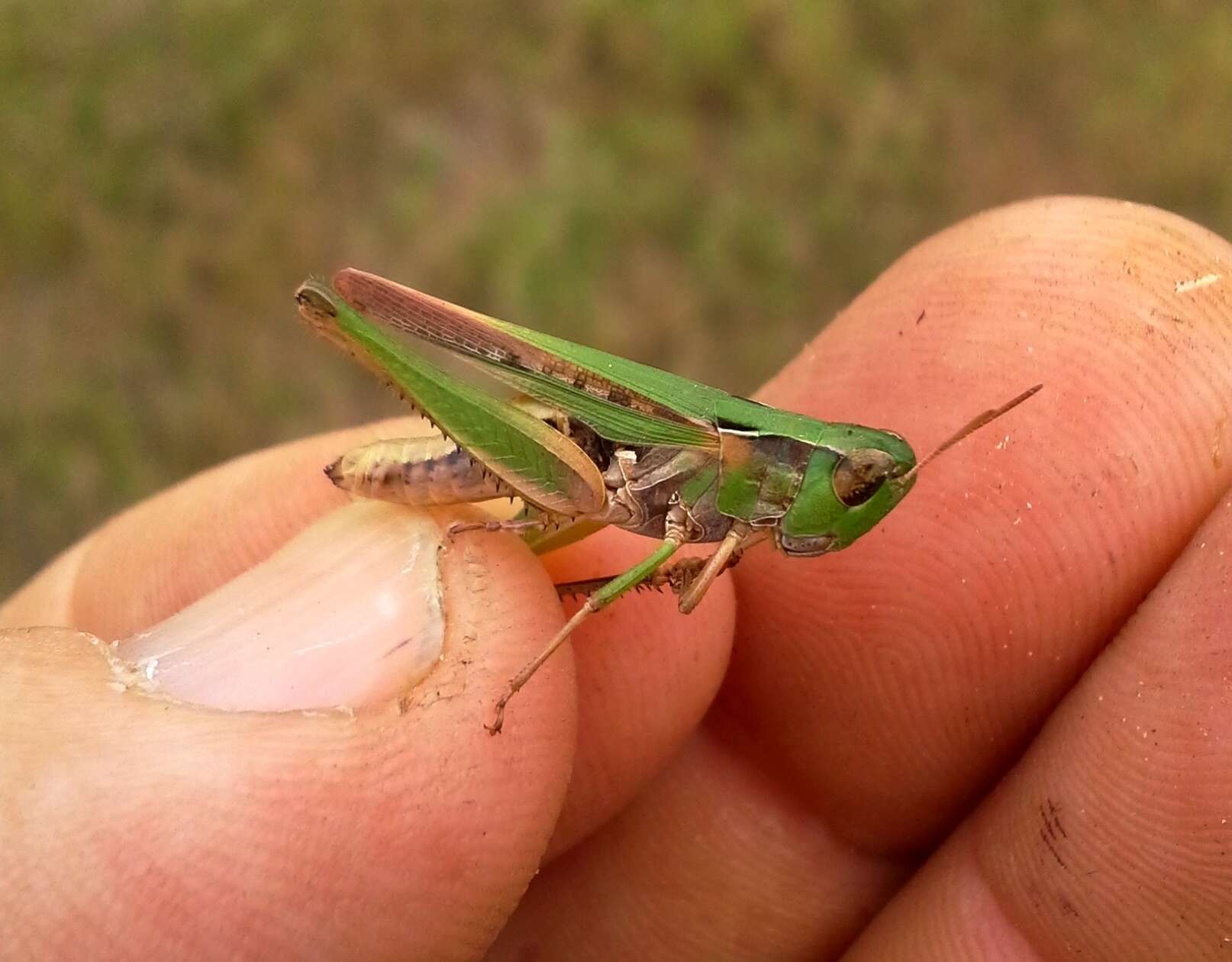 Orphulella speciosa (Scudder & S. H. 1862) resmi