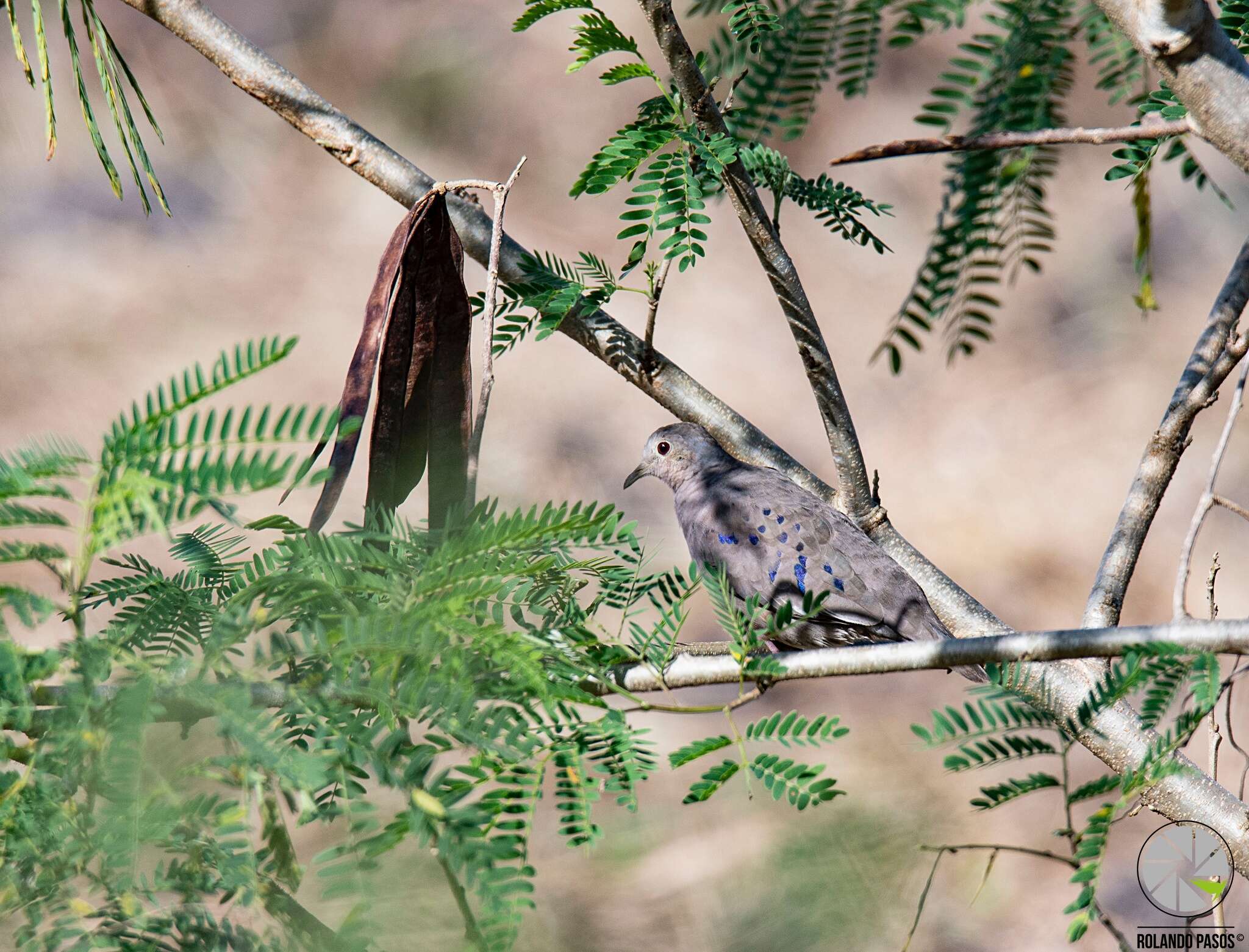 صورة Columbina minuta (Linnaeus 1766)