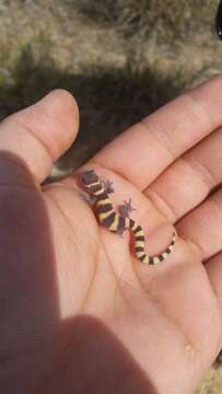 Image of Texas Banded Gecko