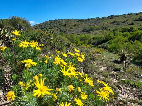 Image of Euryops euryopoides (DC.) B. Nordenst.