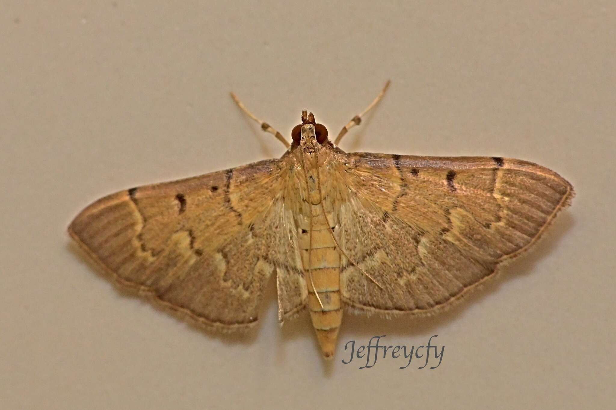 Image of Herpetogramma rudis Warren 1892