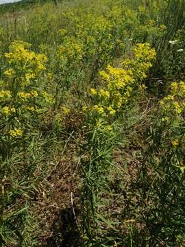 Image of Russian leafy spurge