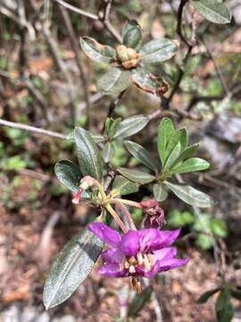 صورة Rhododendron lepidotum Wall.