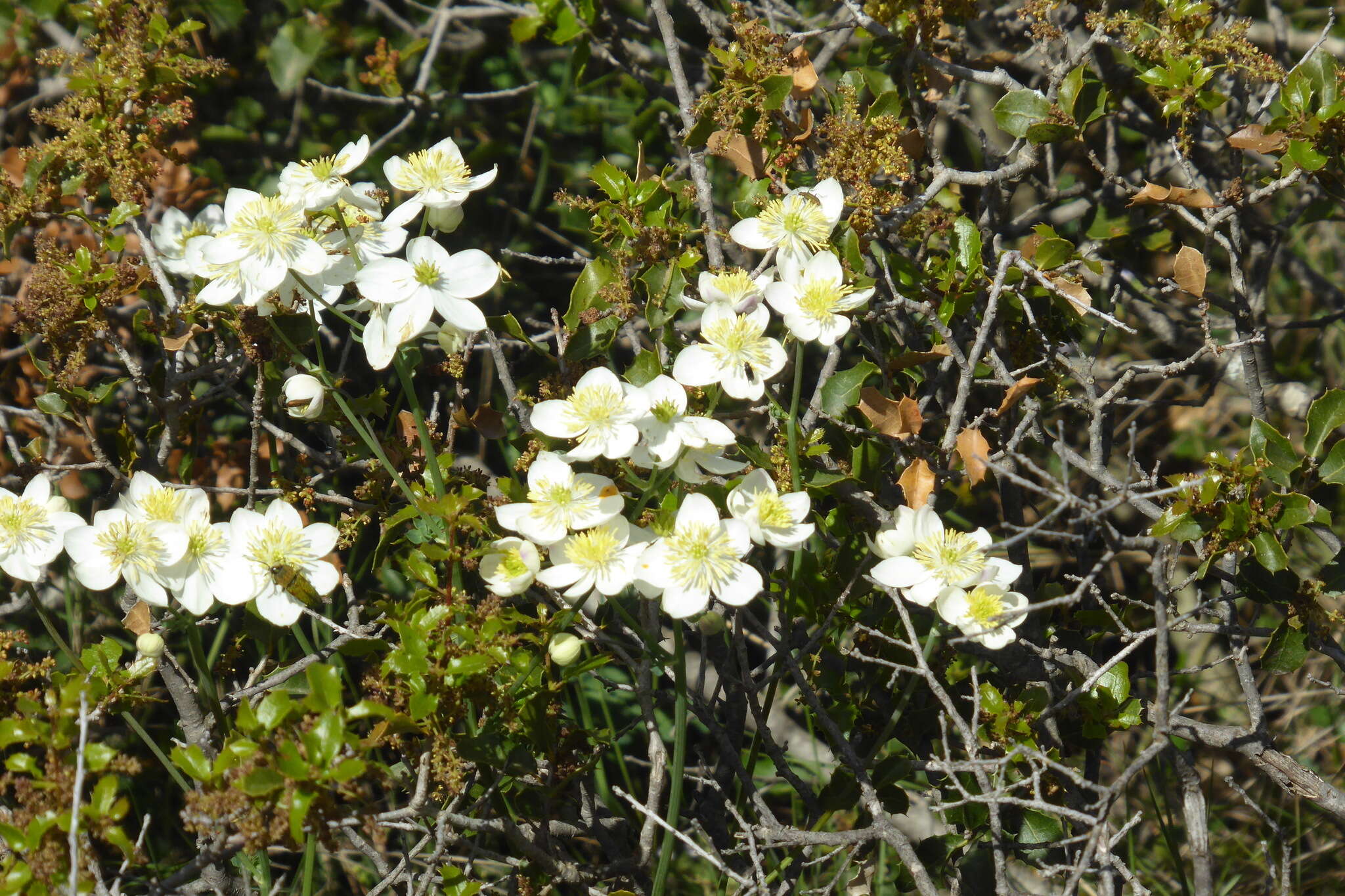 Imagem de Thalictrum tuberosum L.