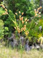 Imagem de Fimbristylis caroliniana (Lam.) Fernald