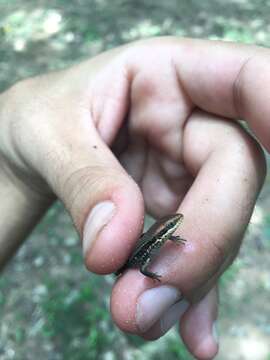 Image of Allapalli Grass Skink