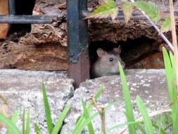 Image of Brown Rat