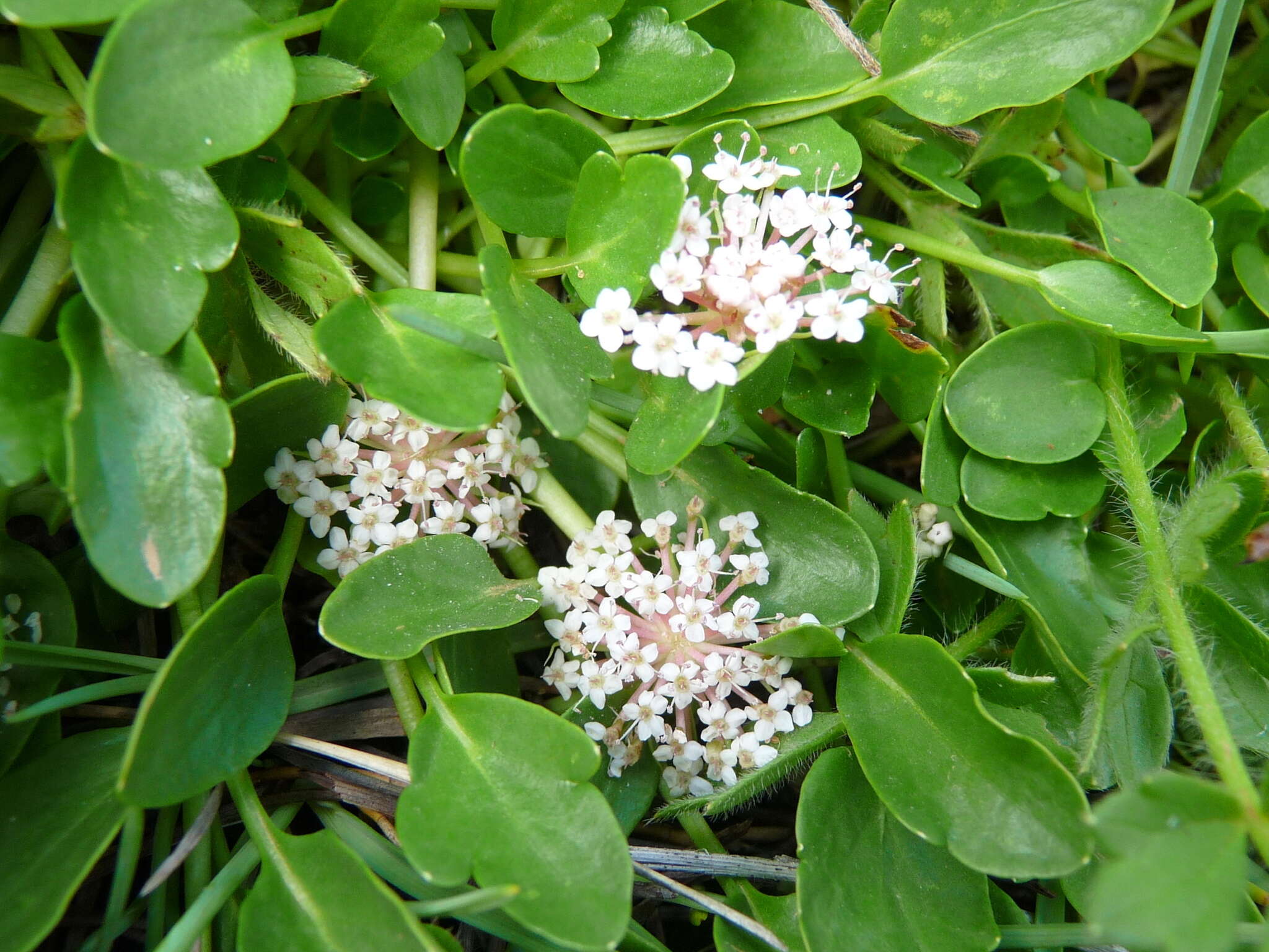 Trachymene humilis (Domin) Benth. resmi