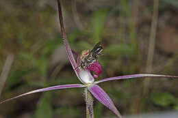 Image of Rosella spider orchid