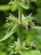 Image de Stachys pilosa var. pilosa