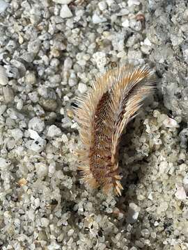 Image of Chloeia pseudeuglochis Augener 1922