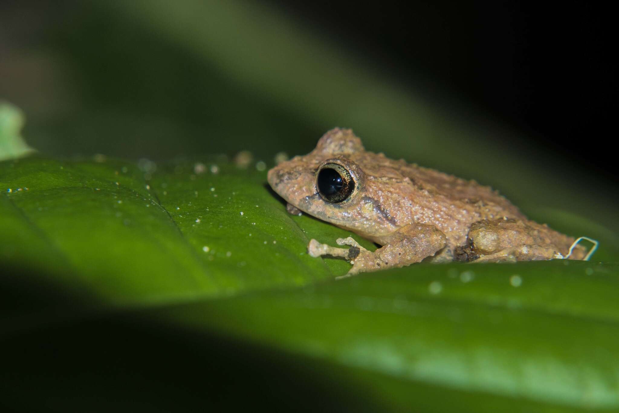 صورة Pristimantis palmeri (Boulenger 1912)