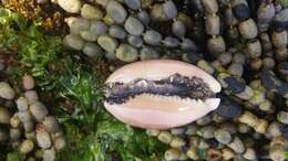 Image of Calf Cowrie