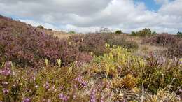 Image of deeproot clubmoss