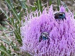 Image de Osmia chalybea Smith 1853