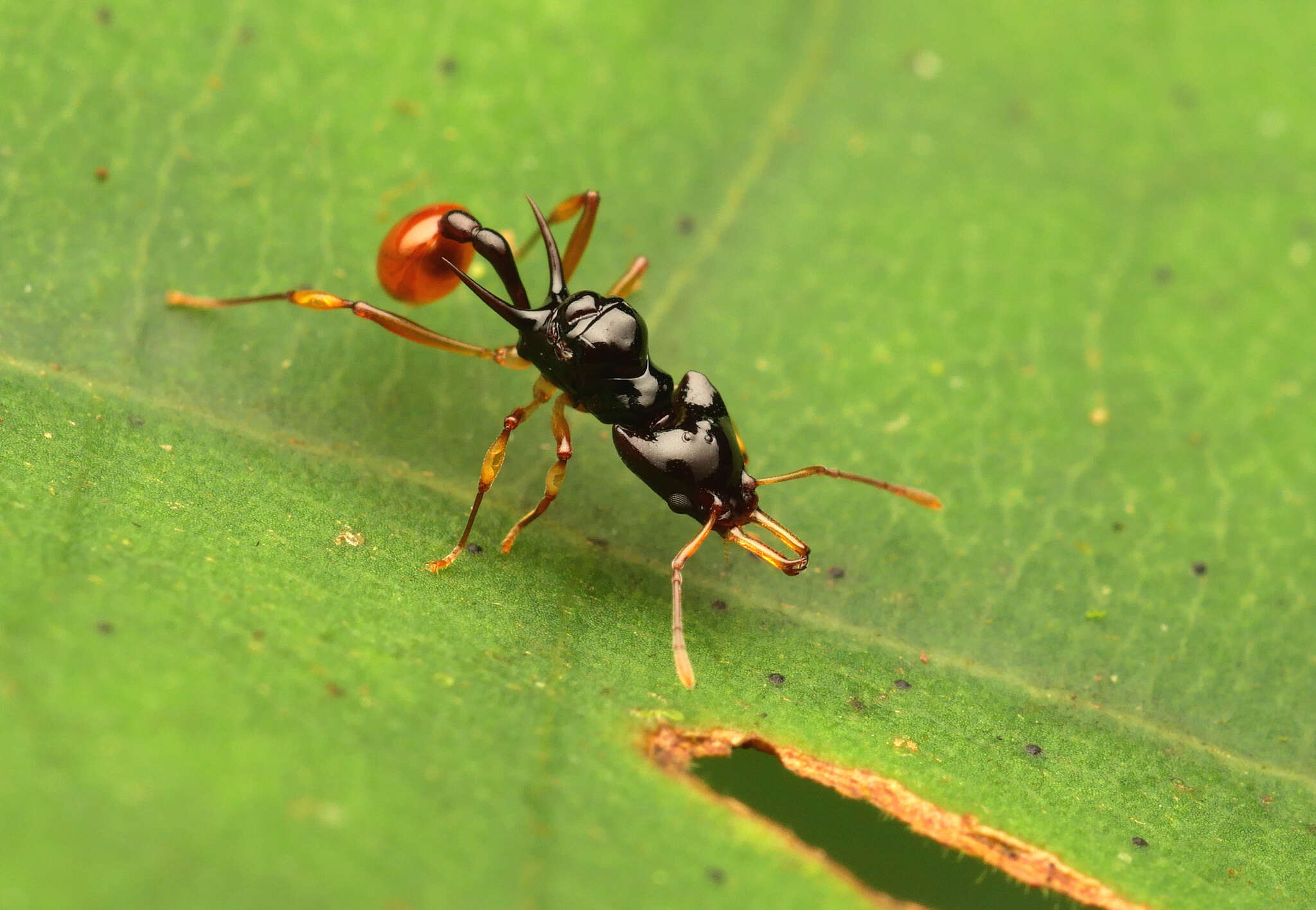 Image of Orectognathus szentivanyi (Brown 1958)