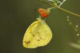 Слика од Eurema alitha (Felder & Felder 1862)