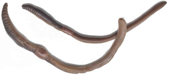 Image of red earthworm