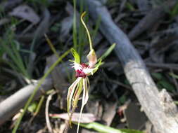 Image of Thin-clubbed mantis orchid