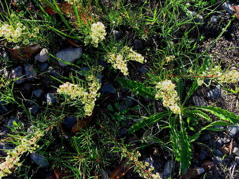 Image de Searsia rosmarinifolia (Vahl) F. A. Barkley