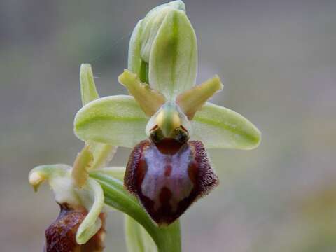 Image of Early spider orchid