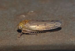 Image de Polana (Polana) quadrinotata Spångberg 1878