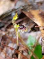 Image of Small wasp orchid