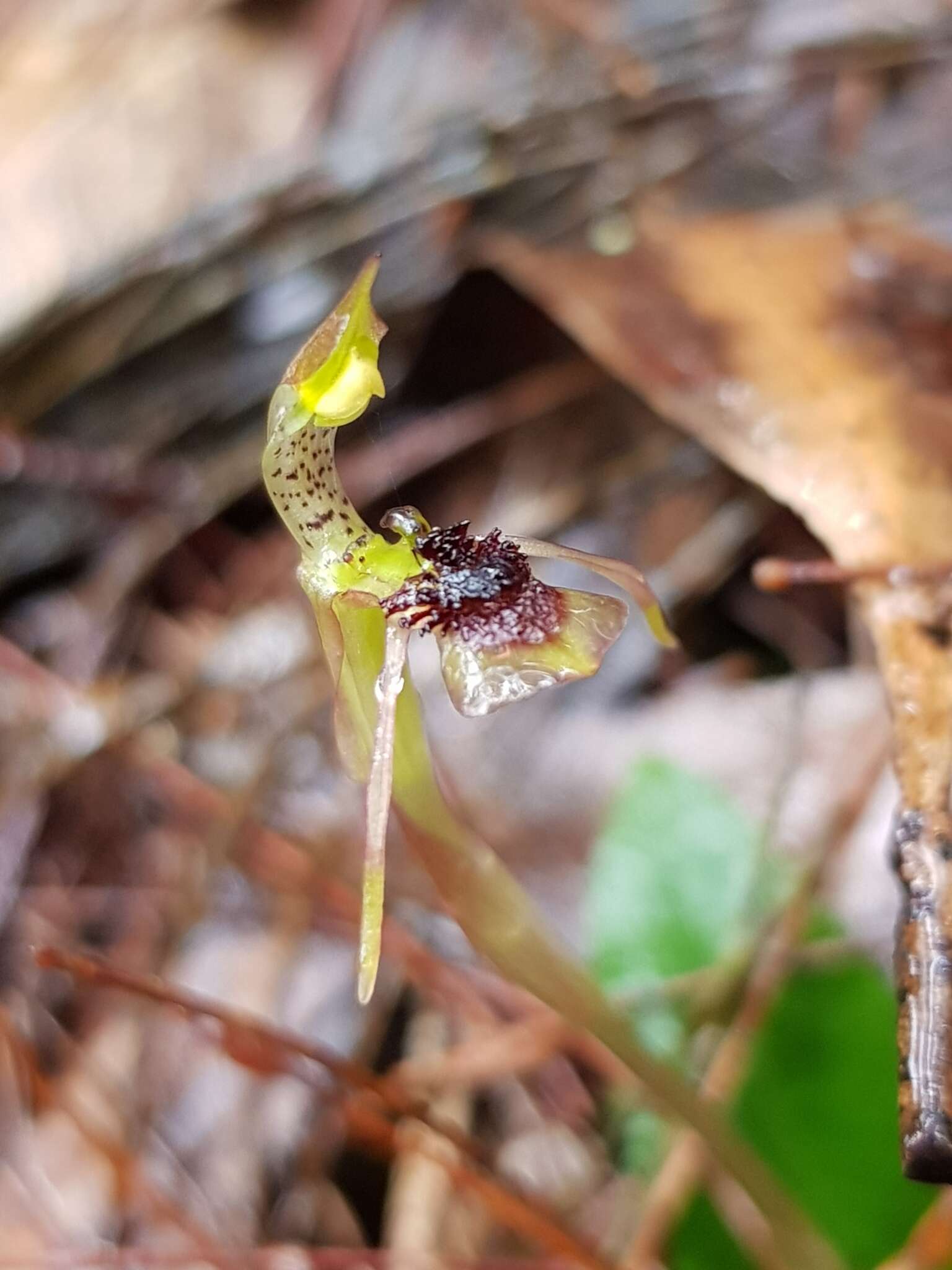 Image of Small wasp orchid