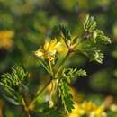 Image de Pintoa chilensis C. Gay