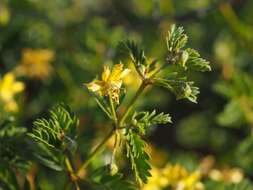 Image de Pintoa chilensis C. Gay