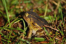 Image of Eastern Spadefoot