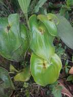 Imagem de Pleurothallis cordata (Ruiz & Pav.) Lindl.