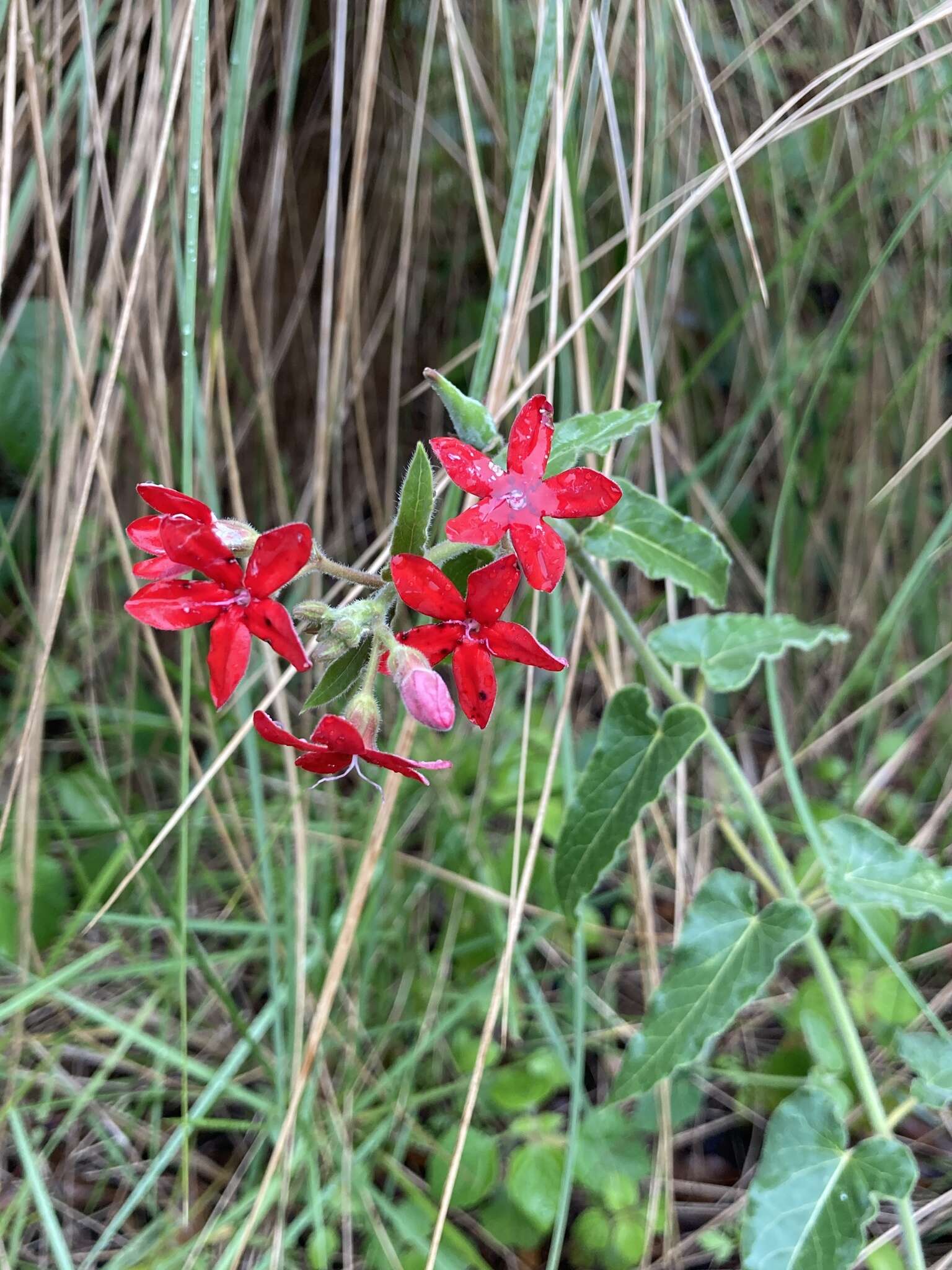 Image of Oxypetalum coccineum Griseb.